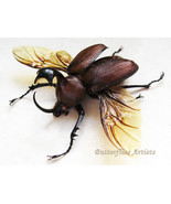 Golofa Claviger Amazing Rhinoceros Beetle Framed Entomology Double Glass... - $1,881.48 MXN