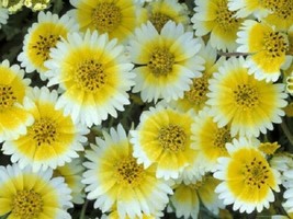 Gun-el 50 Tidy Tips Flower Seeds Reseeding Long Lasting Annual - $10.00