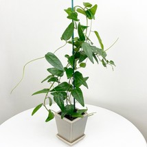 HSeeds 15+ Seeds Yanang Grass Jelly Vine  House Plant  Garden Flowers - $130.45 MXN