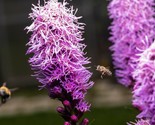 Kobold Dense Blazing Star Liatris Spicata 25 Seeds - $8.99