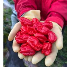 Item image 1 image 1