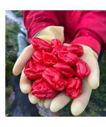50Pcs Ghost Pepper Seeds  - $10.80 CAD