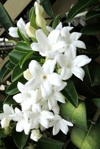 LimaJa Stephanotis floribunda Madagascar jasmine vine rare exotic flower... - $7.80