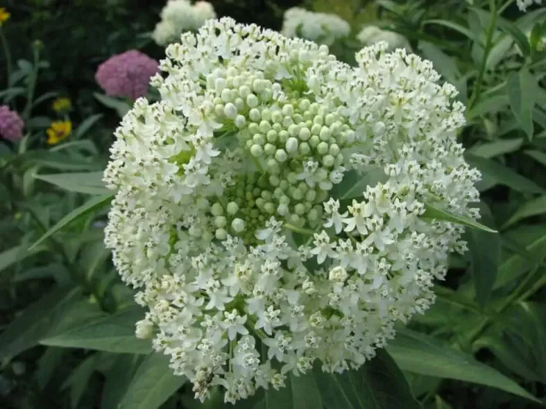 100 Seeds White Swamp Milkweed Native Seeds for Planting Whorled Milkweed - £13.45 GBP