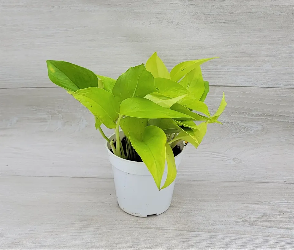 Pothos Neon epipremnum aureum,Epipremnum Pinnatum live Plant-in 3&quot; pot U... - $28.00