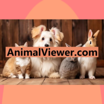 AnimalViewer .com / Domains For Sale / Pet Store, Wildlife Website / Nam... - $11.43