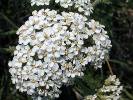 Achillea millefolium  100+ seeds  (Common yarrow) old man&#39;s pepper graines - $3.16+