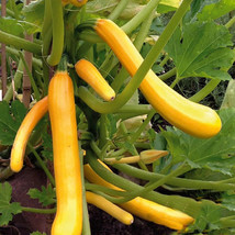 Simple Pack 5 seed Vegetable Courgette climbing shooting star yellow/golden - £6.66 GBP