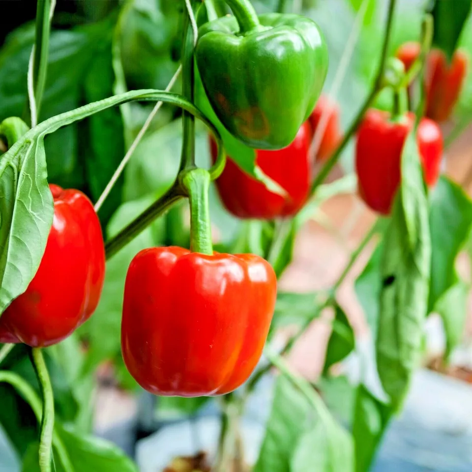 100 California Wonder Sweet Bell Pepper Seeds Organic Vegetable - £4.92 GBP