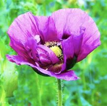 Lavender Poppy Flower Seeds - $4.47