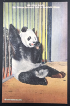 VTG Giant Panda Chicago Zoological Park Brookline IL Illinois Linen Postcard - £7.60 GBP