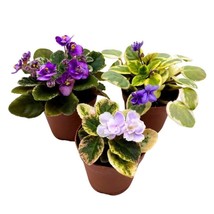 Harmony&#39;s Mini Variegated African Violets Grower&#39;s Choice Premium Mix 2 inch Set - £53.80 GBP