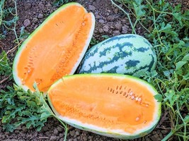 RAFHSTORE 25 Tendersweet Orange Watermelon Seedsheirloomnon Gmofresh US SEEDS - £7.27 GBP