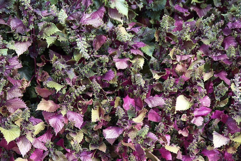 SRN 300 Purple Shiso Aka Perilla Frutescens Herb Seeds Green &amp; Purple Ga... - $10.95