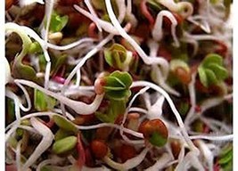 Daikon Radish, Microgreen, Sprouting, 10 OZ, Organic Seed, NON GMO - Country Cre - £9.81 GBP