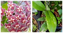 5&quot; Tall Hoya Pubicalyx Mottled-Silver Leaf Live Plant Wax Plant Tropical... - $32.99