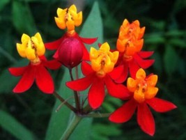 Asclepias Curassavica  Blood Flower  200Seeds From US - $14.95