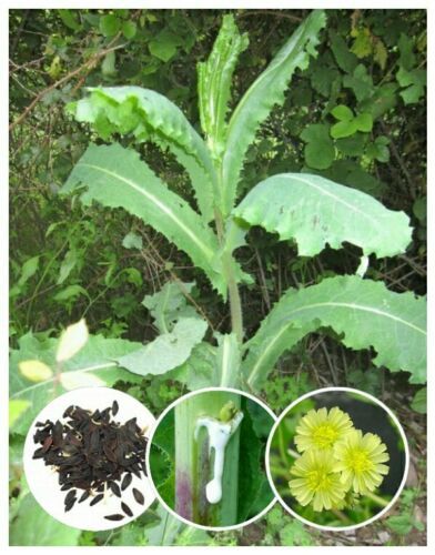 250+ Wild/Opium Lettuce Seeds (Lactuca virosa)
