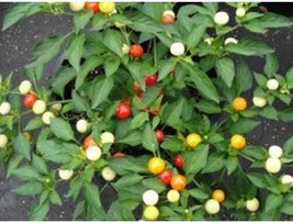 Marbles Pepper Seeds 25 Seed age For Garden - $4.73