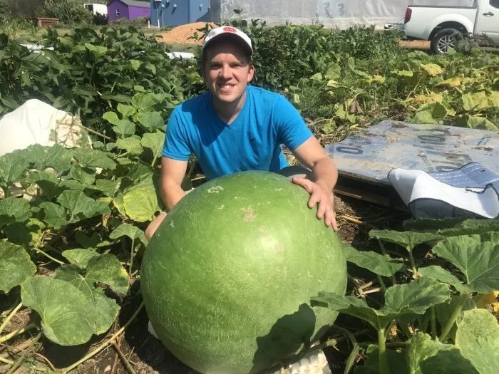 FARM 15 Giant Bushel Gourd Up To 100 Pounds Non-Gmo Bulk Seeds - $9.25