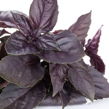 Purple Basil Seeds Organic Seeds Herb Seeds USA Seller - £4.17 GBP