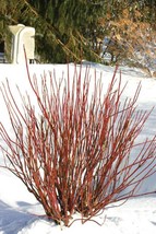 VP Red Twig Dogwood American Red Osier Shrub White Flower Cornus 20 Seeds - £3.80 GBP