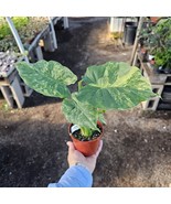 Alocasia gageana Yellow | Dwarf Elephant Ear | Rare Tropical Houseplant ... - $37.61