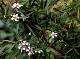 10 Pc Seeds Lemon Scented Tea Tree, Leptospermum citratum Seeds for Planting |RK - £14.82 GBP