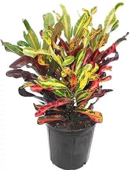 Mammy Croton Live Plant~Mamey Croton~Live Plant 7 inches tall~Outdoor/In... - $23.00