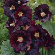 USA Seller Black Hollyhock Seeds Alcea Rosea Nigra Packet Of 40 Seeds Free Shipp - £14.25 GBP