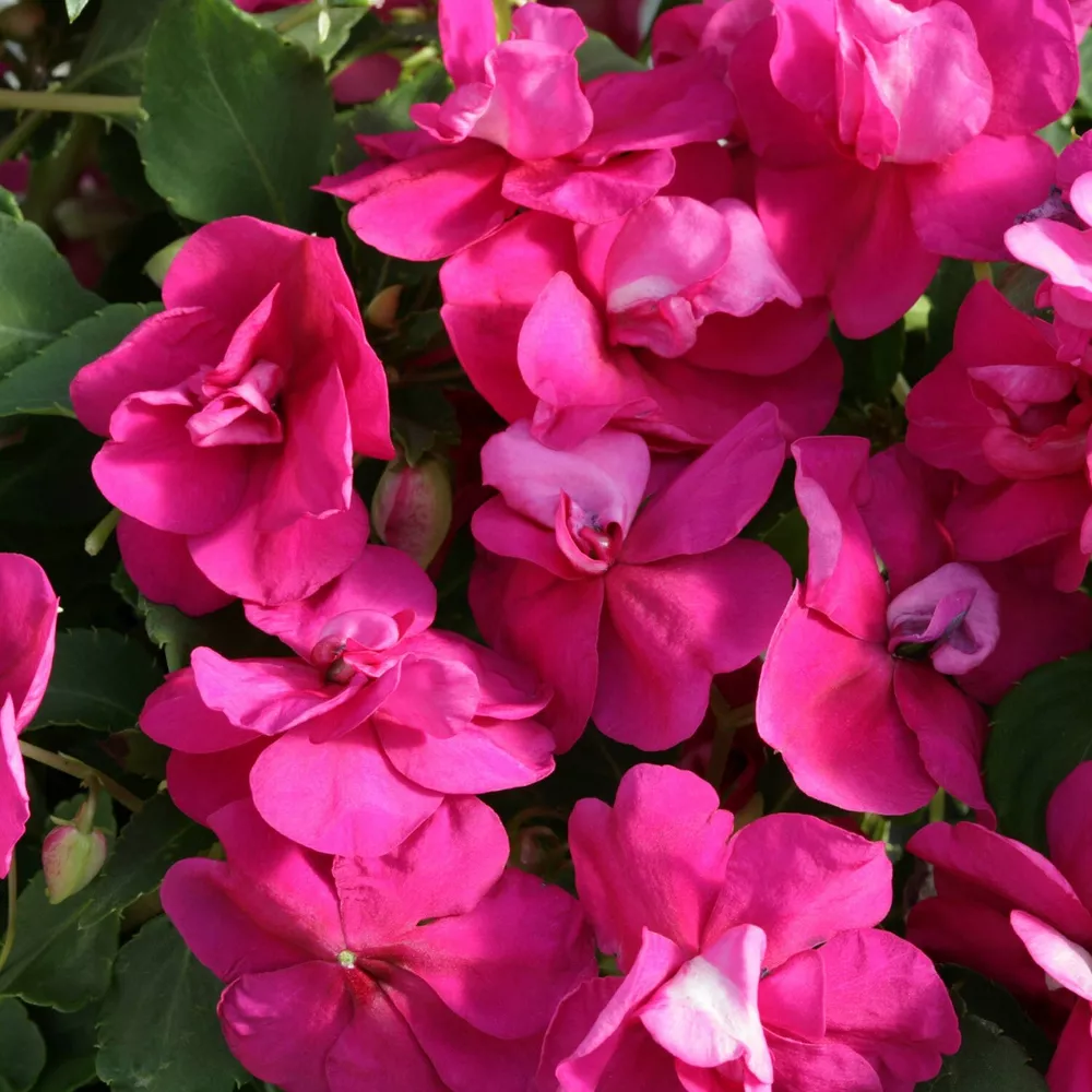 Impatiens Seeds 25 Athena Bright Purple Trailing Impatiens F1 Variety SS - £15.89 GBP