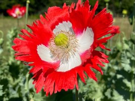DANISH FLAG  Poppy SeedsNew VarietyBUY 2 GET 1 FREE - £6.31 GBP