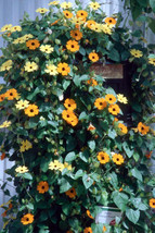 50 SEEDS BLACK-EYED SUSAN VINE THUNBERGIA PLANT HEIRLOOM SEEDS FAST ENJO... - £8.21 GBP