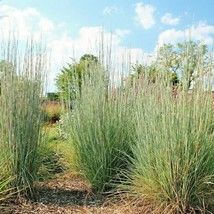 500 BIG BLUESTEM Seeds Tall Prairie Grass Clumping Ornamental Drought He... - $8.50