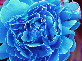 10 Blue Tree Peony Seeds Paeonia Suffruticosa Gardening Beautiful USA SHIPPING - £12.22 GBP