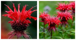 Red Scarlet Bee Balm Flowers Perennial Live Plant - $49.95