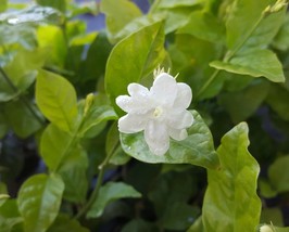 Maid of Orleans~Jasmine Sambac~Tea Jasmine Fragrant Flowers Live Plants 2 to 5&quot; - £23.97 GBP