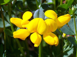 2500 Seeds Birds Foot Trefoil Perennial Yellow Fresh Seeds Fast Shipping - £7.24 GBP