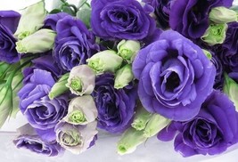 20 Purple And Lime Lisianthus Seeds Mix Flower Annual - £14.04 GBP