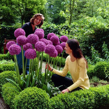 USA SELLER Allium Giganteum Giant Onion With Purple Flower Seeds Fresh S... - $9.44