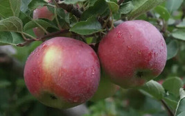 25 Empire Apple Seeds Planting Fast US Shipping - £8.94 GBP