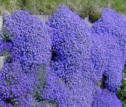 Aubrieta Rock Cress Cascade Blue Aubrieta A Superbissima 50 Seeds Garden... - £14.32 GBP