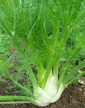100 Seeds Florence Fennel Microgreen Microherb Garden - £7.71 GBP