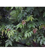 FMG Lannea Coromandelica Indian Ash Tree Exotic Seeds Fast Growing - $298.46 MXN