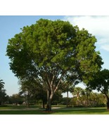 SDC Dalbergia Sissoo Indian Rosewood Tree Exotic Seeds Easy Grow - $16.20