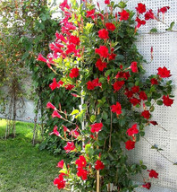  100PCS Mandevilla Sanderi Red Flowers Seeds - £5.49 GBP