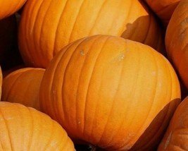 10 Seeds Jack O Lantern Pumpkin Heirloom Seeds Sprout Swiftly Fast Garden Upgrad - £6.61 GBP