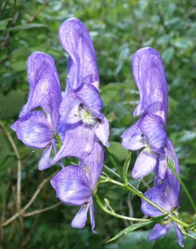 Aconitum Variegatum Devils Helmet European Monkshood Wolfs Bane 10 Seeds Fresh S - £20.42 GBP