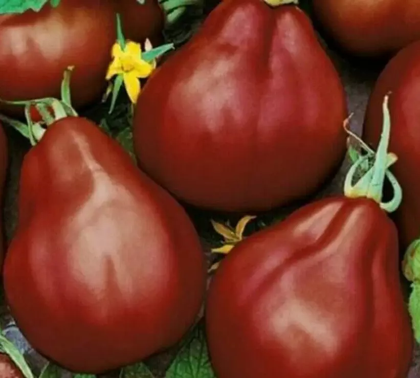 TKBONStore 50 Black Truffle Tomato Indeterminate Vegetable Greenhouse Seeds - £7.25 GBP