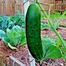 40 Beit Alpha Cucumber Seeds Organic Greenhouse Vegetable Garden Patio Container - $8.35